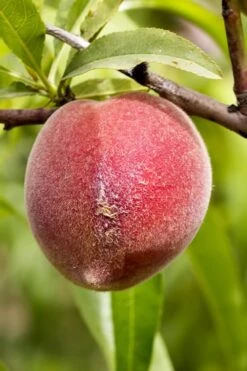 Bonanza Dwarf Patio Peach Tree - 3 Gallon Pot -Wilson Bros Gardens Peach Bonanza 1 2
