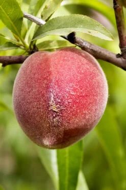 Bonanza Dwarf Patio Peach Tree - 7 Gallon Pot -Wilson Bros Gardens Peach Bonanza 1