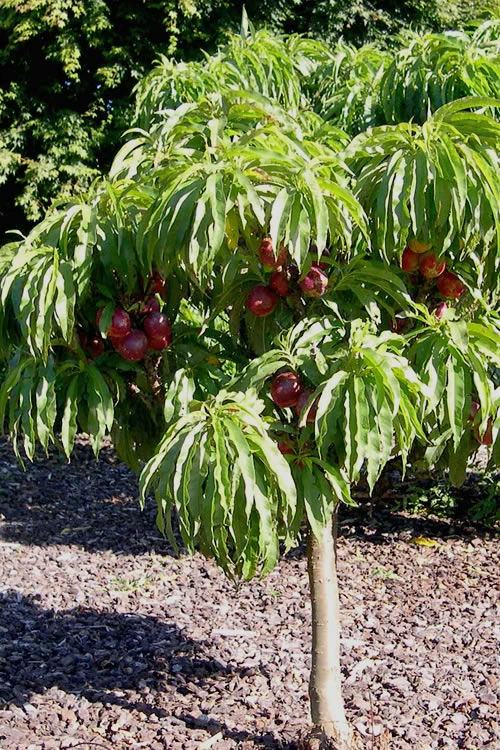Bonanza Dwarf Patio Peach Tree - 5 Gallon Pot 8 Bonanza Dwarf Patio Peach Tree - 5 Gallon Pot - Image 8