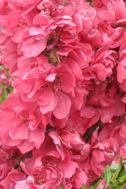 Bonanza Dwarf Patio Peach Tree - 5 Gallon Pot 11 Bonanza Dwarf Patio Peach Tree - 5 Gallon Pot -Wilson Bros Gardens Peach Bonanza 3 5