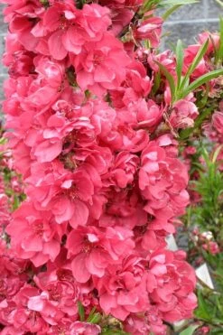 Bonanza Dwarf Patio Peach Tree - 5 Gallon -Wilson Bros Gardens Peach Bonanza 4 1