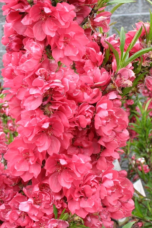 Bonanza Dwarf Patio Peach Tree - 2 Gallon Pot 7 Bonanza Dwarf Patio Peach Tree - 2 Gallon Pot - Image 7