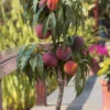 Bonanza Dwarf Patio Peach Tree - 7 Gallon Pot