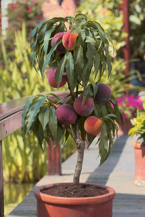 Bonanza Dwarf Patio Peach Tree - 5 Gallon Pot 1 Bonanza Dwarf Patio Peach Tree - 5 Gallon Pot