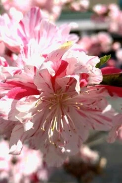 Peppermint Flowering Peach Tree - 5 Gallon Pot -Wilson Bros Gardens Peach Flowering Peppermint 2