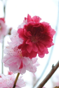 Peppermint Flowering Peach Tree - 3 Gallon Pot (3-4') -Wilson Bros Gardens Peach Flowering Peppermint 3 1