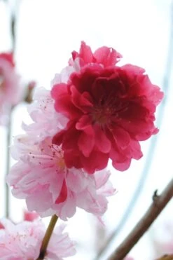 Peppermint Flowering Peach Tree - 5 Gallon Pot -Wilson Bros Gardens Peach Flowering Peppermint 3