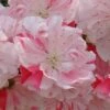 Peppermint Flowering Peach Tree - 5 Gallon Pot