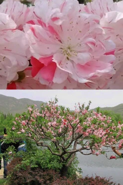 Peppermint Flowering Peach Tree - 3 Gallon Pot (3-4') -Wilson Bros Gardens Peach Flowering Peppermint 6 1