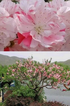 Peppermint Flowering Peach Tree - 5 Gallon Pot -Wilson Bros Gardens Peach Flowering Peppermint 6