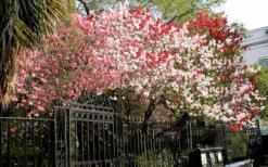 Peppermint Flowering Peach Tree - 3 Gallon Pot (3-4') -Wilson Bros Gardens Peach Peppermint 6 1