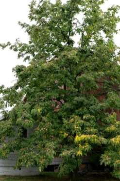 American Persimmon Tree (Diospyros Virginiana) - 7 Gallon Pot -Wilson Bros Gardens Persimmon American 2