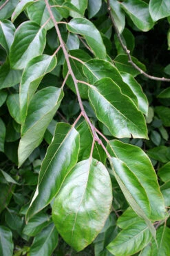 American Persimmon Tree - Diospyros Virginiana - 2 Gallon Pot 11 American Persimmon Tree - Diospyros Virginiana - 2 Gallon Pot -Wilson Bros Gardens Persimmon American 3 3