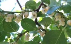 American Persimmon Tree - Diospyros Virginiana - 3 Gallon Pot -Wilson Bros Gardens Persimmon American 5 1