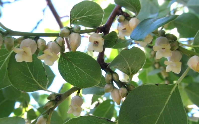 American Persimmon Tree - Diospyros Virginiana - 2 Gallon Pot 7 American Persimmon Tree - Diospyros Virginiana - 2 Gallon Pot - Image 7