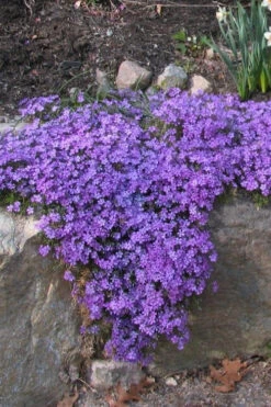 Purple Beauty Creeping Phlox - 5 Pack Of Quart Pots -Wilson Bros Gardens Phlox Creeping Purple beauty 11