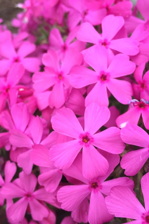 Drummond's Pink Creeping Phlox - 6 Pack Of 1 Gallon Pots 1 Drummond's Pink Creeping Phlox - 6 Pack Of 1 Gallon Pots