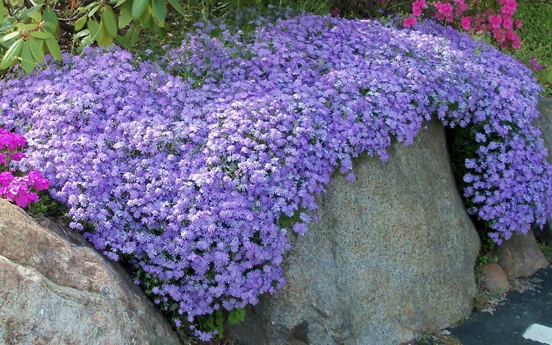 Emerald Cushion Blue Creeping Phlox - 5 Pack Of Quart Pots 4 Emerald Cushion Blue Creeping Phlox - 5 Pack Of Quart Pots - Image 4