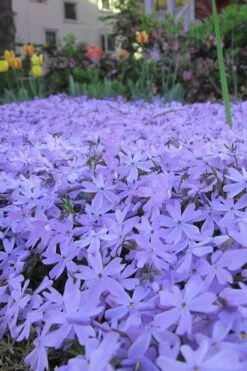 Emerald Cushion Blue Creeping Phlox - 6 Pack Of 1 Gallon Pots 11 Emerald Cushion Blue Creeping Phlox - 6 Pack Of 1 Gallon Pots -Wilson Bros Gardens Phlox Emerald Blue 13 1