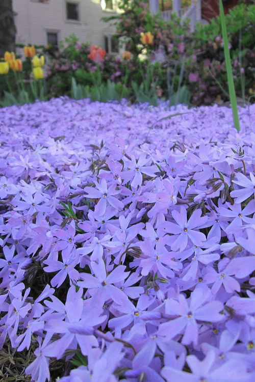 Emerald Cushion Blue Creeping Phlox - 5 Pack Of Quart Pots 6 Emerald Cushion Blue Creeping Phlox - 5 Pack Of Quart Pots - Image 6