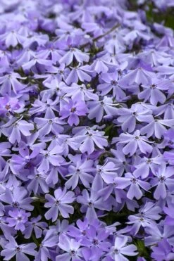 Emerald Cushion Blue Creeping Phlox - 6 Pack Of 1 Gallon Pots 10 Emerald Cushion Blue Creeping Phlox - 6 Pack Of 1 Gallon Pots -Wilson Bros Gardens Phlox Emerald Blue 14 1