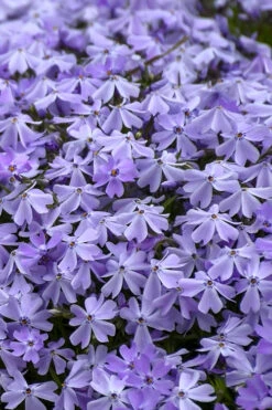 Emerald Cushion Blue Creeping Phlox - 1 Gallon Pot -Wilson Bros Gardens Phlox Emerald Blue 14 3