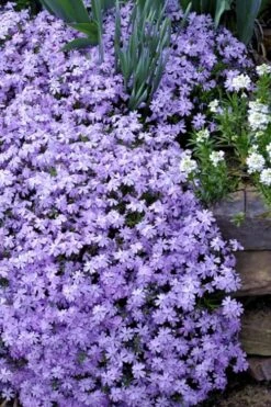Emerald Cushion Blue Creeping Phlox - 6 Pack Of 1 Gallon Pots