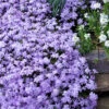 Emerald Cushion Blue Creeping Phlox - 5 Pack Of Quart Pots