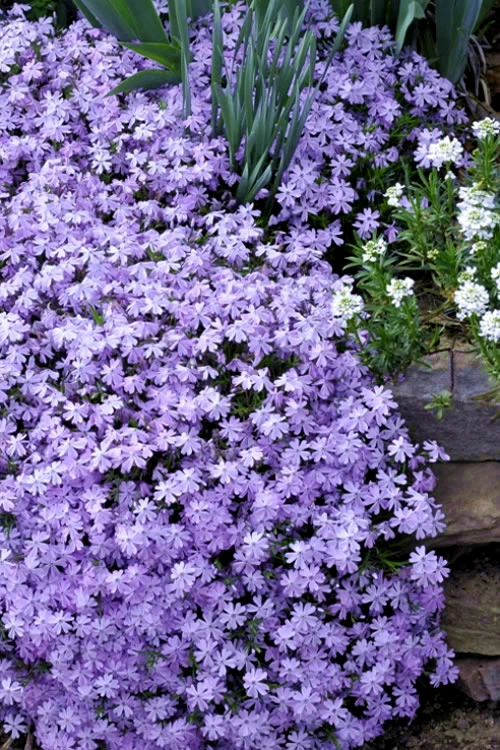 Emerald Cushion Blue Creeping Phlox - 5 Pack Of Quart Pots 1 Emerald Cushion Blue Creeping Phlox - 5 Pack Of Quart Pots