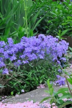 Blue Moon Woodland Phlox - 1 Gallon Pot -Wilson Bros Gardens Phlox Woodland Blue 11