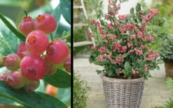 Pink Lemonade Blueberry - 5 Gallon Pot 8 Pink Lemonade Blueberry - 5 Gallon Pot -Wilson Bros Gardens Picture Blueberry Pink Lemonade 1