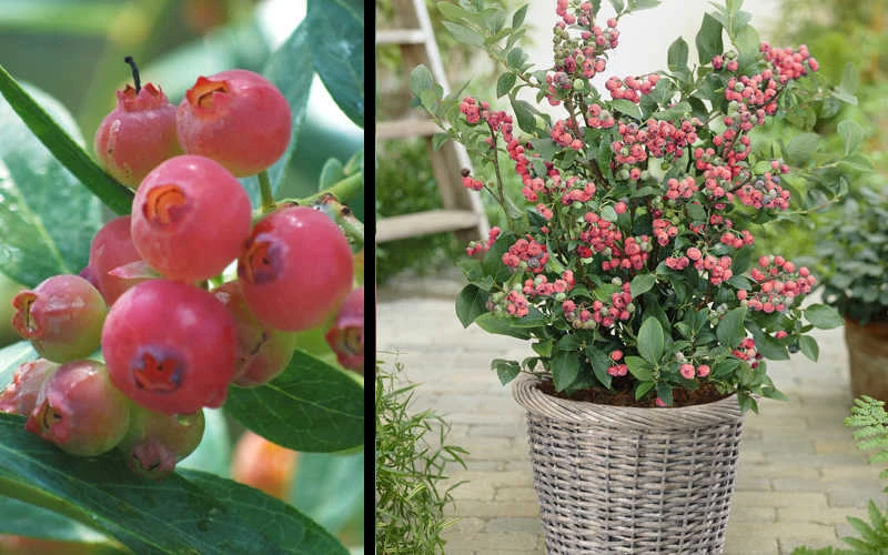 Pink Lemonade Blueberry - 5 Gallon Pot 4 Pink Lemonade Blueberry - 5 Gallon Pot - Image 4