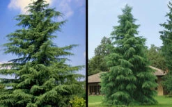 Deodar Cedar Tree - 6 Pack Of 1 Gallon Pots 14 Deodar Cedar Tree - 6 Pack Of 1 Gallon Pots -Wilson Bros Gardens Picture Cedar Deodara 1