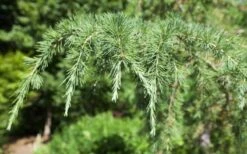 Deodar Cedar Tree - 1 Gallon Pot -Wilson Bros Gardens Picture Cedar Deodara 2 1