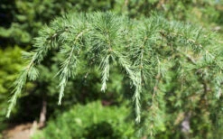 Deodar Cedar Tree - 6 Pack Of 1 Gallon Pots 13 Deodar Cedar Tree - 6 Pack Of 1 Gallon Pots -Wilson Bros Gardens Picture Cedar Deodara 2