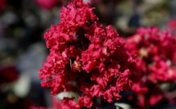 Double Feature Red Crape Myrtle - 3 Gallon Pot 13 Double Feature Red Crape Myrtle - 3 Gallon Pot -Wilson Bros Gardens Picture Crape Myrtle Double Feature 2