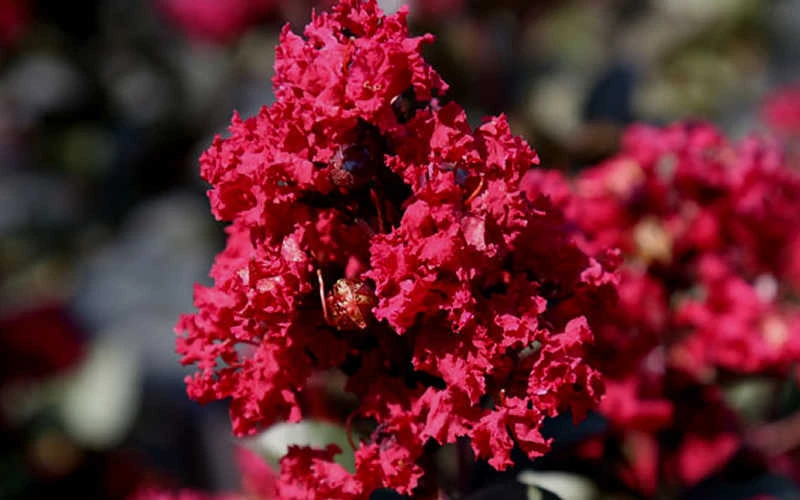 Double Feature Red Crape Myrtle - 3 Gallon Pot 7 Double Feature Red Crape Myrtle - 3 Gallon Pot - Image 7