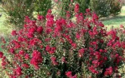Double Feature Red Crape Myrtle - 3 Gallon Pot 12 Double Feature Red Crape Myrtle - 3 Gallon Pot -Wilson Bros Gardens Picture Crape Myrtle Double Feature