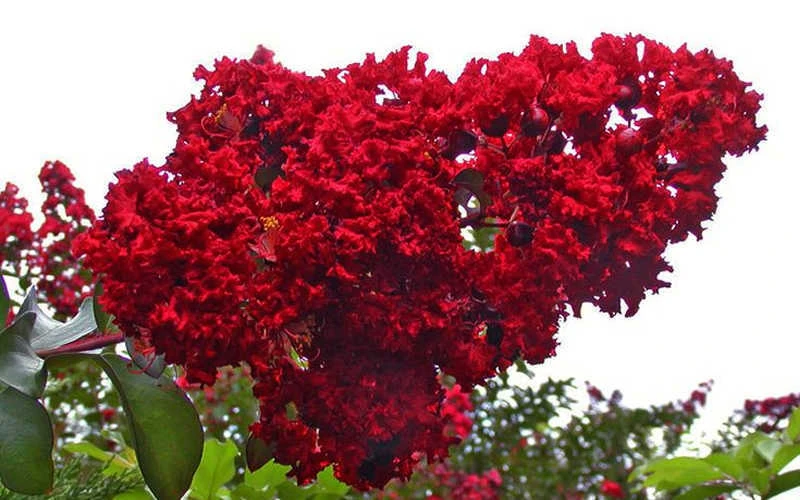 Dynamite Red Crape Myrtle - 6 Pack Of 1 Gallon Pots 5 Dynamite Red Crape Myrtle - 6 Pack Of 1 Gallon Pots - Image 5