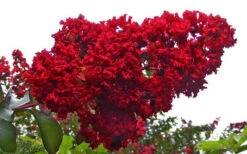 Dynamite Red Crape Myrtle - 7 Gallon Pot (4-5') -Wilson Bros Gardens Picture Crape Myrtle Dynamite 1 3