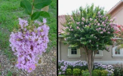 Muskogee Lavender Crape Myrtle - 7 Gallon Pot (6-7') -Wilson Bros Gardens Picture Crape Myrtle Muskogee 1