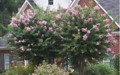Muskogee Lavender Crape Myrtle - 7 Gallon Pot (6-7') -Wilson Bros Gardens Picture Crape Myrtle Muskogee Lavender 2