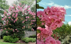 Sioux Pink Crape Myrtle - 1 Gallon Pot -Wilson Bros Gardens Picture Crape Myrtle Sioux Blooms 2 1
