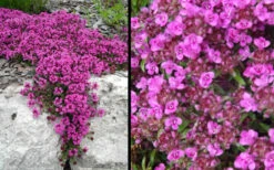 Red Creeping Thyme - Thymus Praecox 'Coccineus' - 18 Pack Of Pint Pots -Wilson Bros Gardens Picture Creeping Thyme Red 4 3