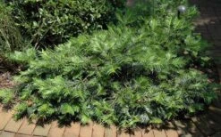 Creeping Japanese Plum Yew (Cephalotaxus Harringtonia 'Prostrata') - 7 Gallon Pot -Wilson Bros Gardens Picture Creeping Yew 7