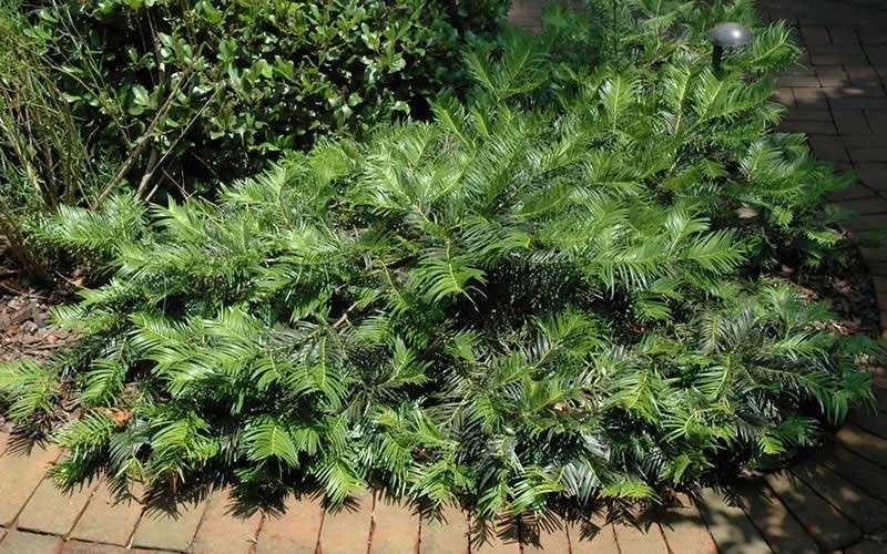 Creeping Japanese Plum Yew (Cephalotaxus Harringtonia 'Prostrata') - 2.5 Gallon Pot 7 Creeping Japanese Plum Yew (Cephalotaxus Harringtonia 'Prostrata') - 2.5 Gallon Pot - Image 7