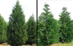 Leyland Cypress - 1 Gallon Pot 11 Leyland Cypress - 1 Gallon Pot -Wilson Bros Gardens Picture Cypress Leyland 1