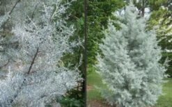 Silver Smoke Arizona Cypress - 1 Gallon Pot 11 Silver Smoke Arizona Cypress - 1 Gallon Pot -Wilson Bros Gardens Picture Cypress Silver Smoke 2 1