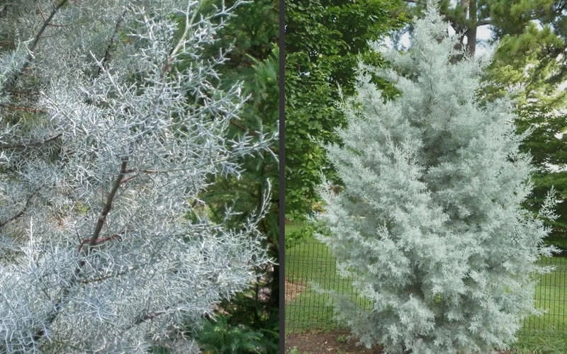 Silver Smoke Arizona Cypress - 1 Gallon Pot 6 Silver Smoke Arizona Cypress - 1 Gallon Pot - Image 6