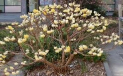 Edgeworthia Chrysantha - Paper Bush - 1 Gallon Pot -Wilson Bros Gardens Picture Edgeworthia Paper Bush 3 1